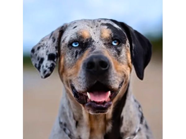 Catahoula Leopard Dog Cracked and Glassy Eyes