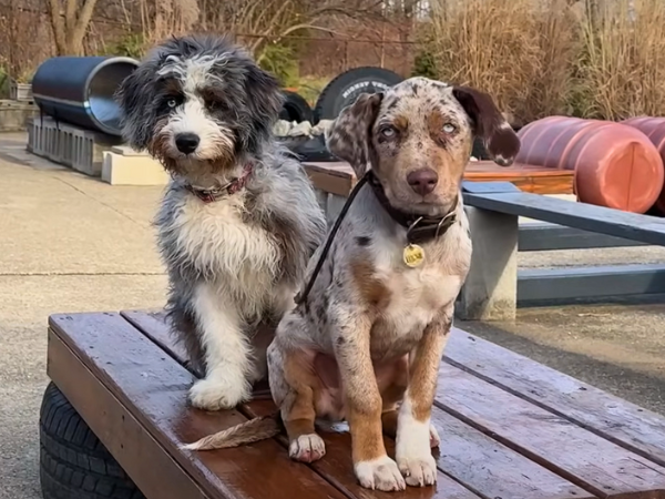 Catahoula Leopard Dog  Independent and Intelligent