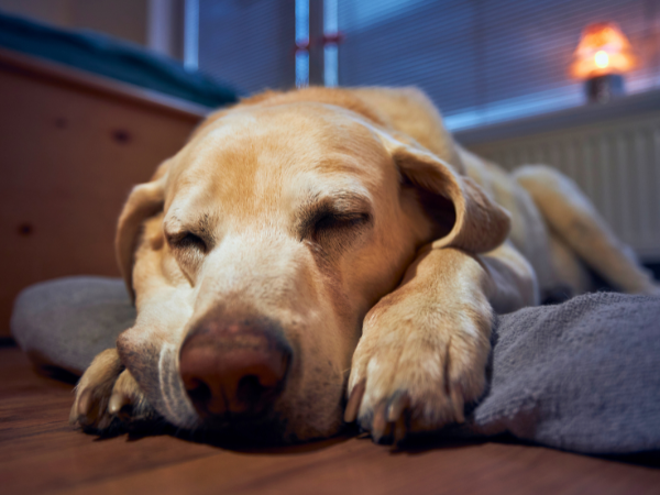 Dog Panting at Night photo 1