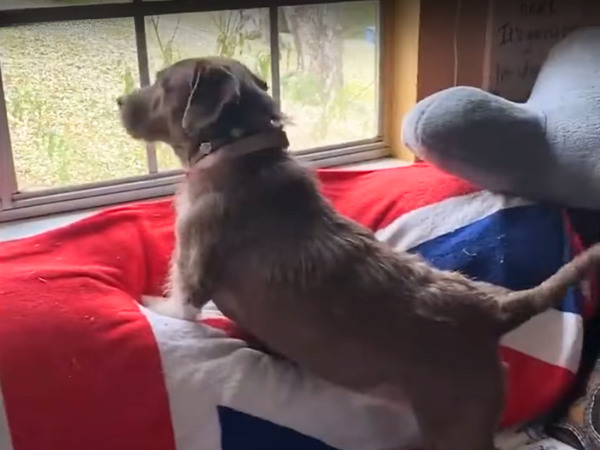 Dogs Love Looking Out the Window photo 2