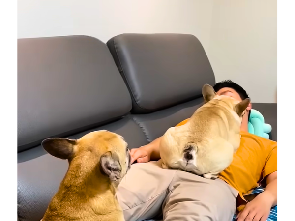 Dogs Love to Lay on Their Owners photo 2