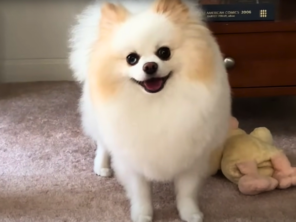 Dogs That Stay Small Forever - Pomeranian