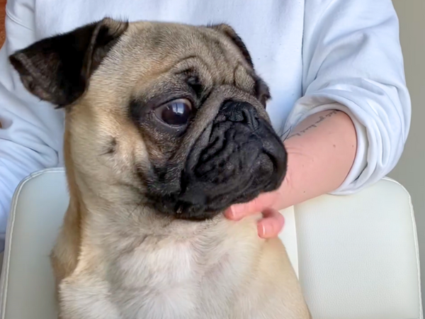 Dogs That Stay Small Forever - Pug 