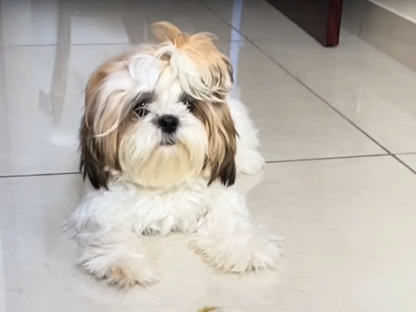 Dogs That Stay Small Forever - Shih Tzu