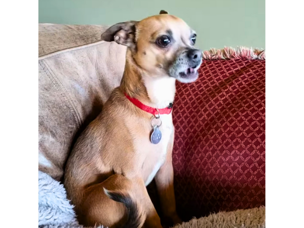 Dogs That Stay Small Forever - The Chihuahua
