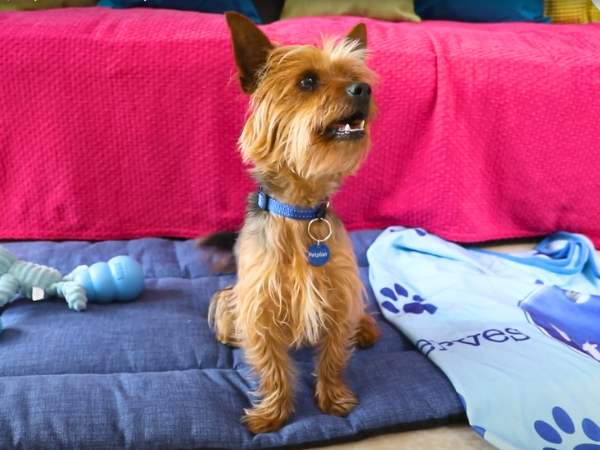 Dogs That Stay Small Forever - Yorkshire Terrier