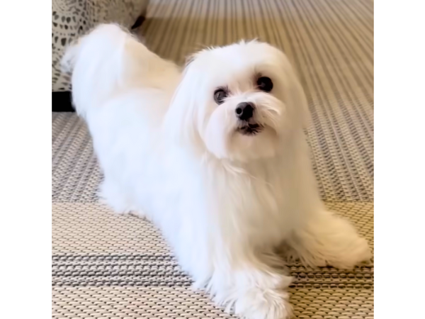 Dogs That Stay Small Forever - maltese
