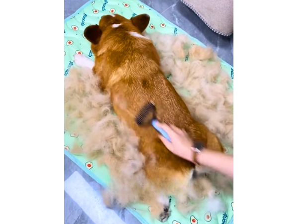 Facts About Your Dog's Coat photo 2