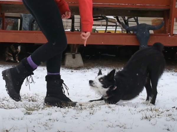 Idaho Shag Dog - A High-energy Breed