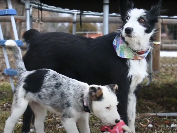 Idaho Shag Dog - The Pacific Northwest Origin