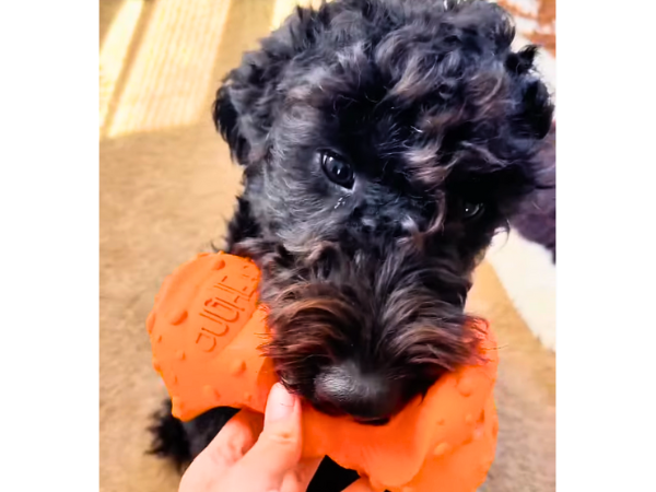 Nylabones for Dogs Pros, Cons 2
