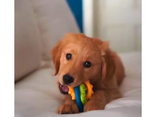 Nylabones for Dogs Pros, Cons