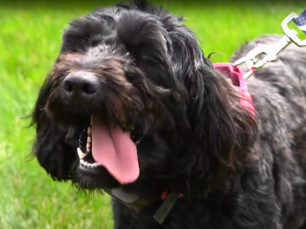 Portuguese Water Dogs photo 2