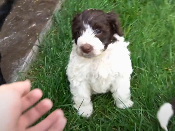 Portuguese Water Dogs puppy
