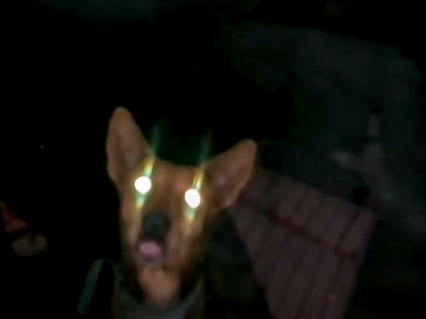 The Skinwalker Dog Is A Modern Interpretation photo
