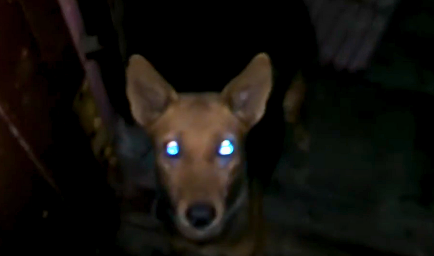 What Is a Skinwalker Dog photo
