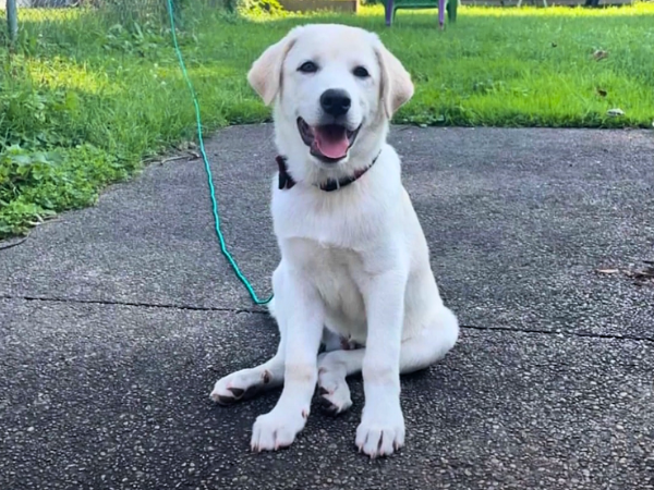 White Akbash Dog