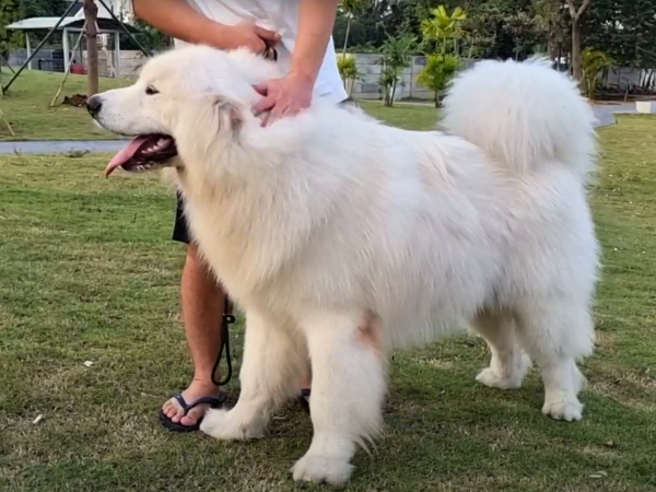 White Alaskan Malamute