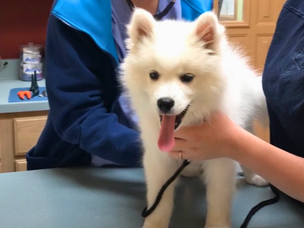 White American Eskimo Dog