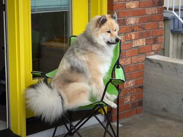 White Eurasier