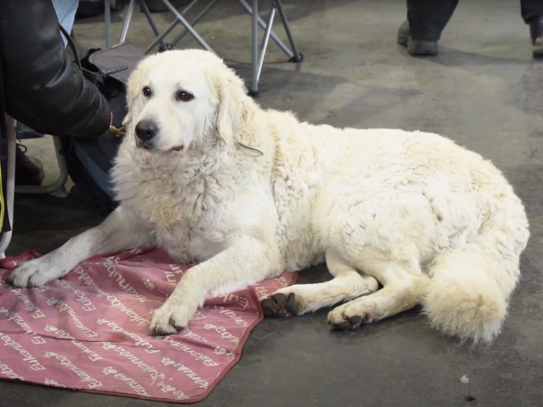 White Kuvasz