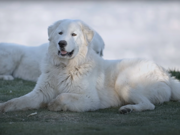 White Maremma Sheepdog
