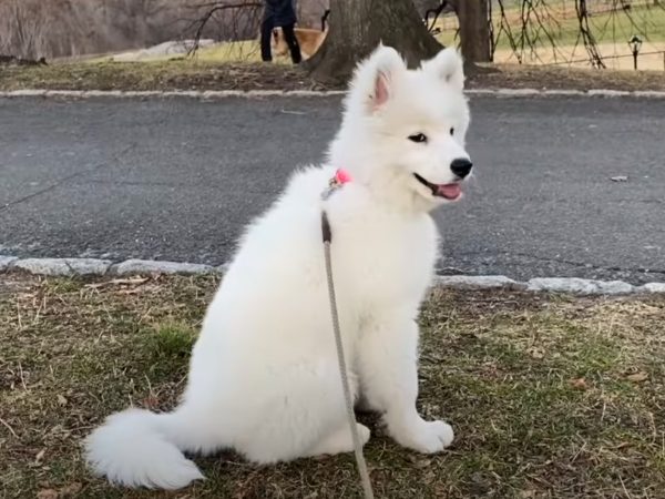 White Samoyed