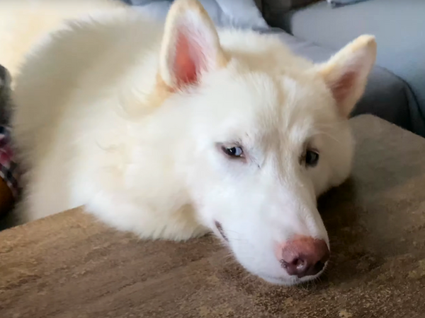 White Siberian Husky