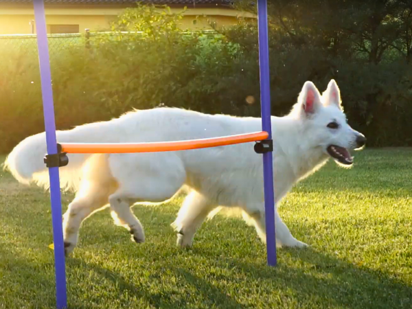 White Swiss Shepherd Dog