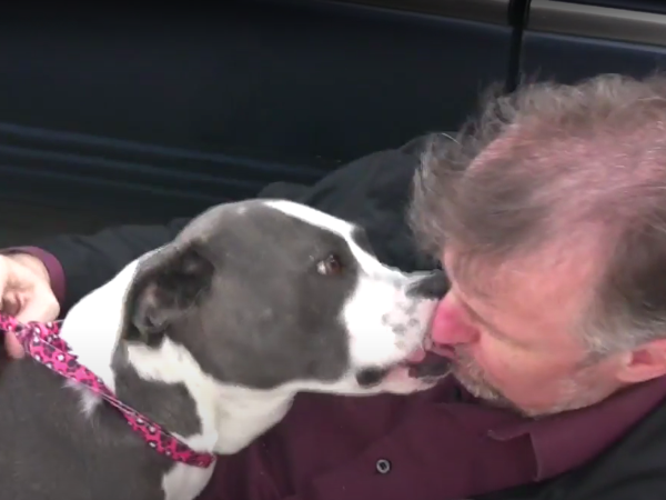 Why Dogs Lick Your Ears photo 1