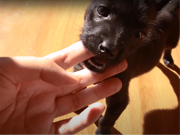 Why Dogs Nibble Their Owners photo 1