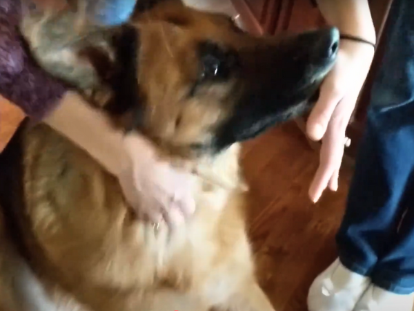 Why Dogs Nibble Their Owners photo 2
