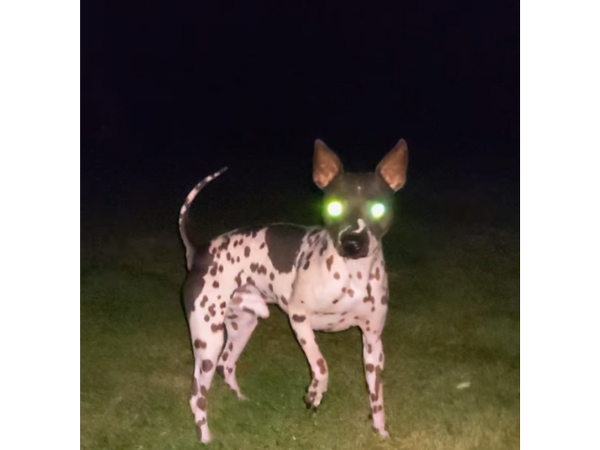 what does Skinwalkers look like
