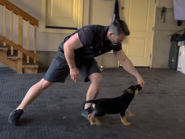 Begin with basic obedience around 4-6 months