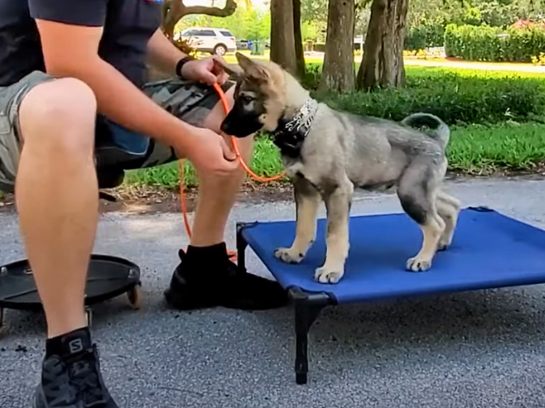 German Shepherds training