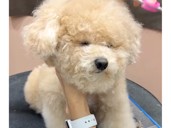 Ideal Breeds For Allergy Sufferers Poodles