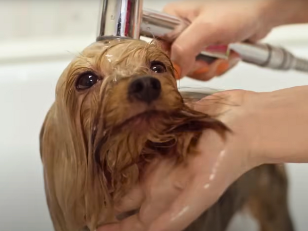 No dog is 100% allergy-free.