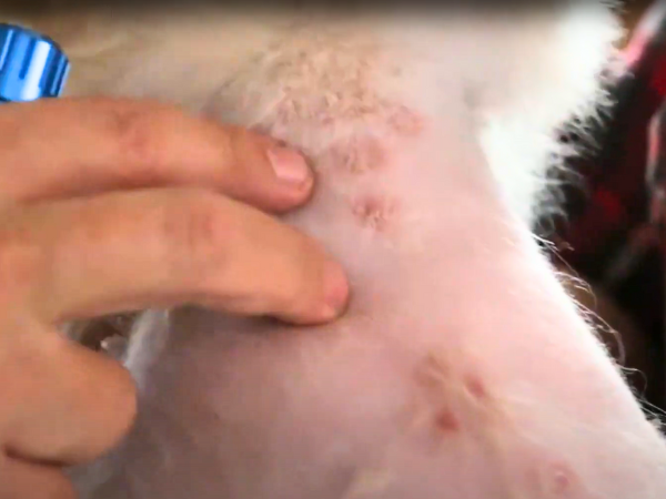 Ringworm in Senior dogs