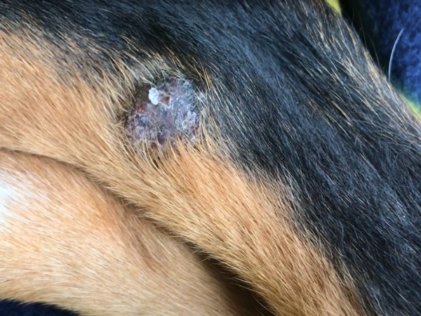 images of ringworm on dogs